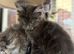 Last 2 GCCF Registered Maine Coon Kittens. Can deliver.