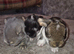 Beautiful Socialised Kits