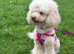 COCKAPOO PUPPIES SOON