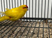 Various Stunning Baby  Kakarikis