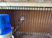 A pair finch for sale