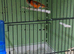 Red siskins for sale