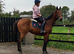 ***REDUCED 0Beautiful and sensible beach-trained Irish TB RORE 16h 7yo
