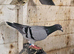 Racing Pigeons