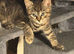 Beautiful tabby female available