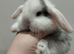 14 week old Mini lop does (reduced)
