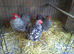 A Trio of Cuckoo Pekin Bantams
