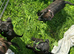Playful Patterdale puppy’s