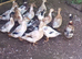 Pairs/Trios Crested Bantam/Crested Miniature Appleyard Ducks/Ducklings