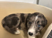 Last female puppy