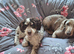 11month old cockapoo