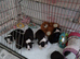 Boston terrier babies