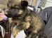 5 lovely German Shepard boys left to go