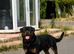 Chunky Pure Breed Male Rottweiler Puppy