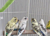 Pied Budgies Top Quality male and female