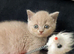 Kittens