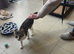 Cat forever Home wanted