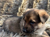 Beautiful mixed colour litter of German Shepherds