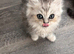 Persian mix kittens ready next week