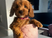 Stunning Tiny Cavapoo Puppy Girl