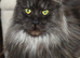 Stunning Maine Coon Kittens &ndash; 3 Males