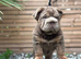 Beautiful English bulldog pup