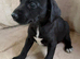 Collie bull greyhound puppies