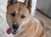 American Akita Male