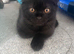 Scottish folds