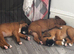 Champion breed boxer puppies