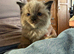 Male ragdoll kitten