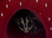 Two pregnant female gliders