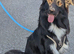 border Collie x German shepherd