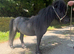 Absolutely tiny miniature horse stallion.