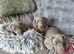 Stunning Dachshund Puppies