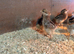 FREE CHICKS ! Hatched 20th July