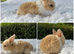 Mini lop baby’s
