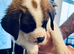 1 Female Saint Bernard for sale