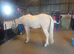 Meet Apollo the Palomino