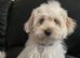 Girl Maltese/Bichon