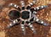 2 Baby Spiderlings For Sale or Swap