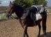 15hh ,15yr old school mistress