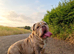 English bulldog girl- Runs On Dreams – Available