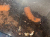 Baby African land snails