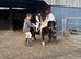 Dartmouth Pony