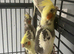 Baby cockatiel for sale