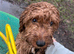 Professional Dog walking and Sitting in Reading and surrounding towns and villages