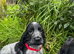 Stunning show type cocker spaniel puppies
