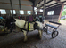 Mini cob gelding
