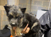 5 lovely German Shepard boys left to go